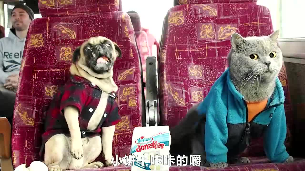 猫狗旅行记